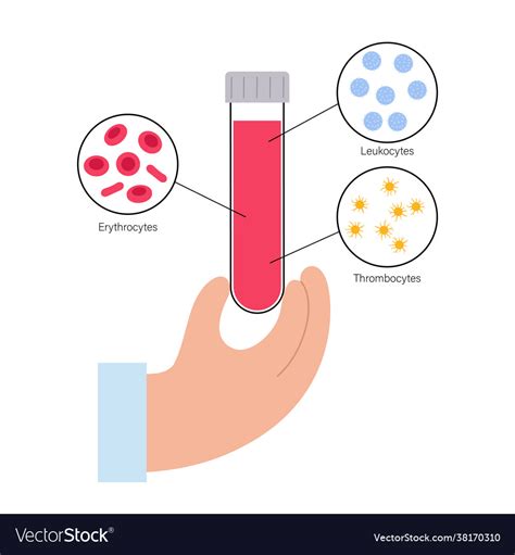 Blood structure concept Royalty Free Vector Image