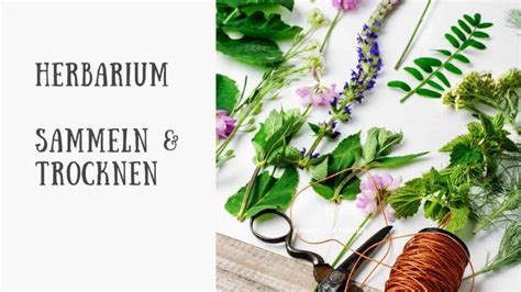 Herbarium Gestalten Vorlage Anleitung Kinder Diy Trends