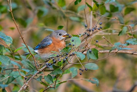 Female Bluebird Eating Berries 011020164375 Photograph By Wildbird