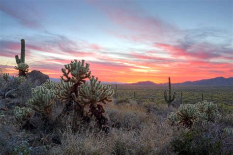 Sonoran Desert Night Stock Photos, Pictures & Royalty-Free Images - iStock