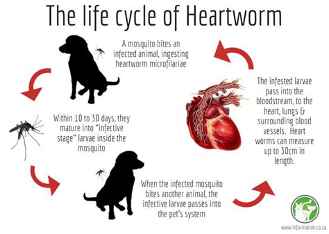 Life Cycle Of Heartworm Infurmation