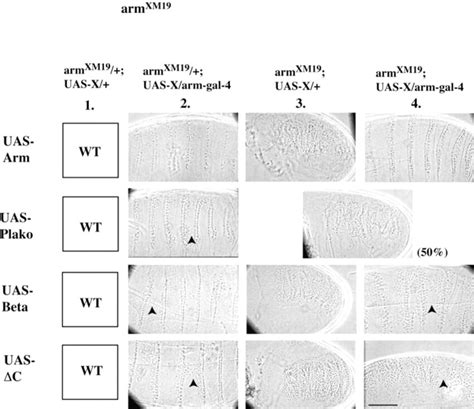 Overexpression of β catenin plakoglobin or armΔC in embryos