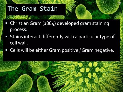 Gram negative bacteria.. | PPT