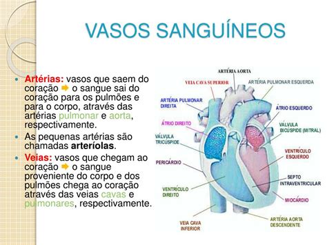 O Que Sao Vasos Sanguineos - Quais Sao Os Vasos Sanguineos - GITEDU
