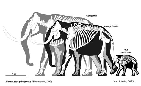 Woolly mammoth skeletal by Iofryy on DeviantArt