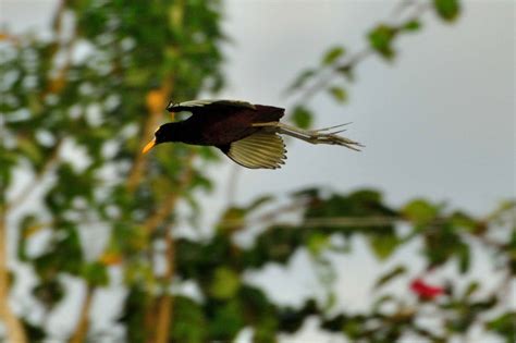 Photographs of Belizean Wildlife, Belize Animals, Caribbean Critters