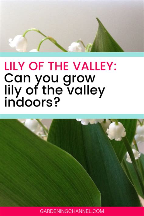 How To Grow Lily Of The Valley Flowers Growing Lilies Lily Of The