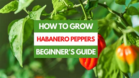 How To Grow Habanero Peppers A Beginner S Guide Gardening Eats