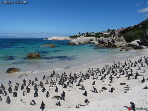 Plage Pix Que Cachent Les Manchots Image Plage Pix Manchot Epingle