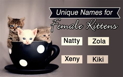 Uncontrollably Cute Names for Kittens - Cat Appy