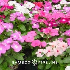 Catharanthus Roseus Mixed Colors Vinca Rosea Color Mixing Vinca