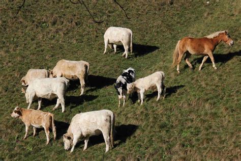 Alto Garda Bresciano Contributi Per Lagricoltura Di Montagna Gardapost