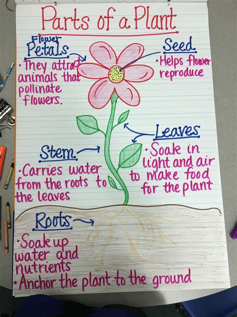 Life Cycle Of Plants 2nd Grade