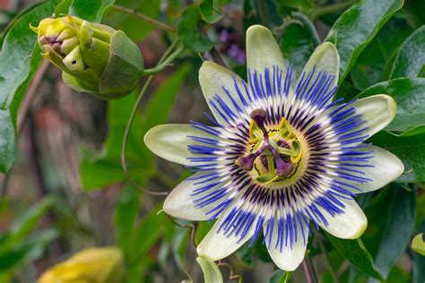 Guide To Growing Passiflora Passion Flowers Overcoming Common Problems The Arches