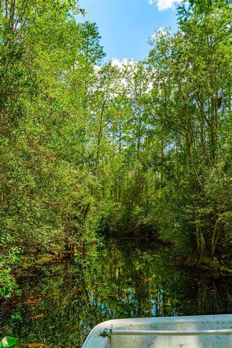 Forest Swamp Land in Okefenokee Swamp Park, Southern Georgia Stock Photo - Image of america ...