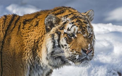 HD wallpaper: Amur tiger, snow, winter | Wallpaper Flare