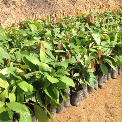 Plantas De Cacao Vivero De Cacao Injerto Danna Agroshow