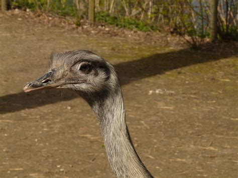 Edit Free Photo Of Rhea Birdbirdrhea Americanaanimalflightless