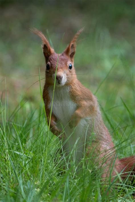 Curious Red Squirrel Standing Upright In Lush Green Grass Looking