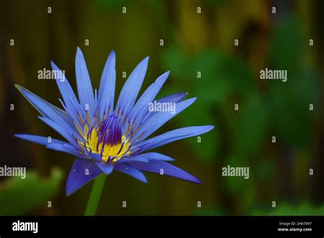 Blue water lily Stock Photo - Alamy