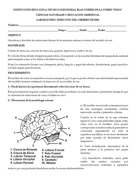 Lab Disección De Cerebro Pdf Cerebro Cerebelo