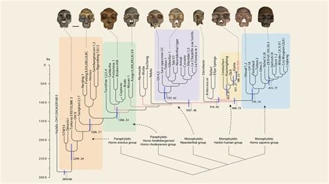 human species dragon man    closest relative  science