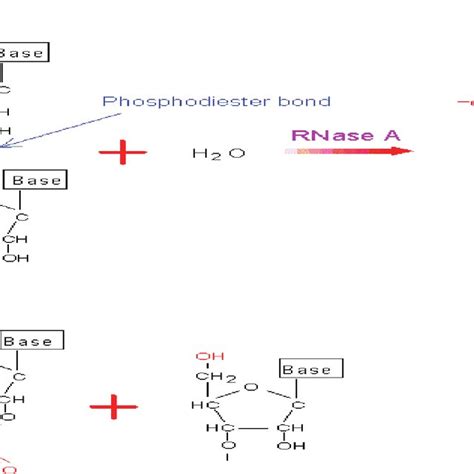 Tris buffer after titration of Tris base solution [25]: (A) with HCL;... | Download Scientific ...