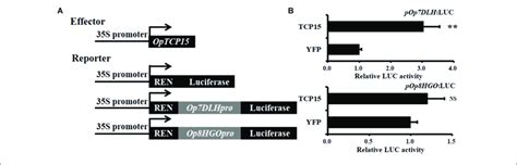 A Schematic Diagrams Of The Effector And Reporter Plasmids Used In