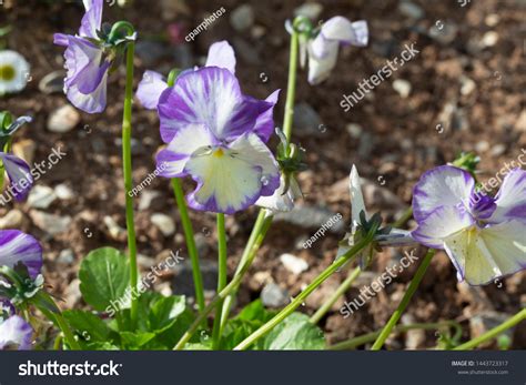 viola genus flowering plants violet family stock photo