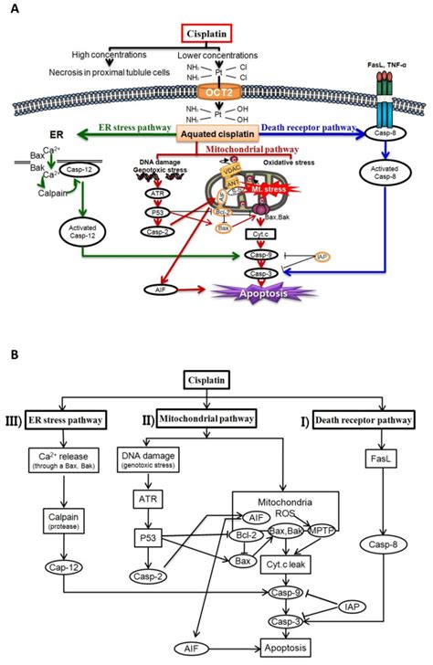 Mathematical Model Of The Apoptotic Pathways Induced By Cisplatin A