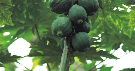 Cu Nto Tarda Un Rbol De Papaya En Producir Frutos