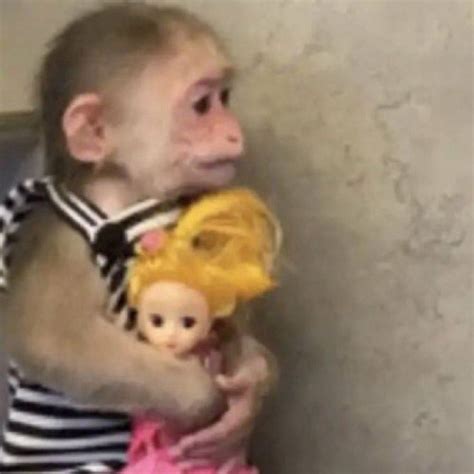 Cute Monkey Meme