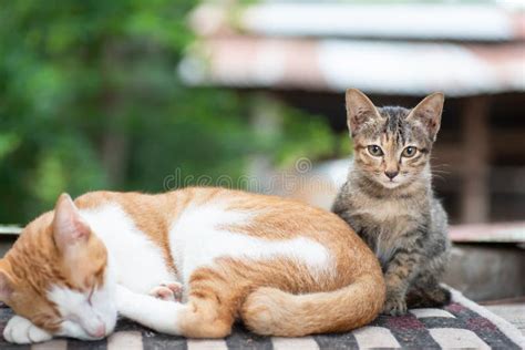 Cute Cat Sleeping with Kitten Stock Photo - Image of kitty, home: 124075798