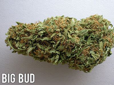 32 Popular Cannabis Indica Strains – The Chill Bud