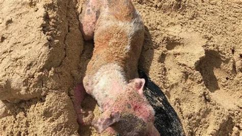 Cane Ustionato E Torturato Viene Sepolto Vivo Su Una Spiaggia La Stampa