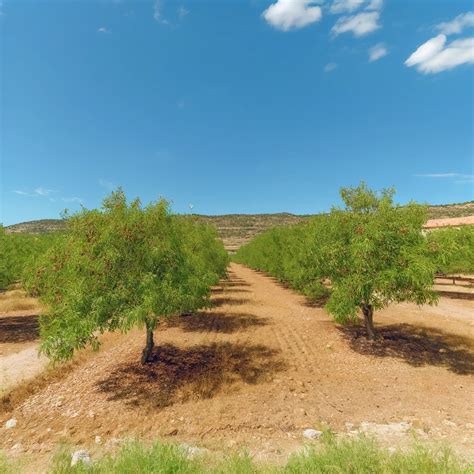 El Almendro En Espa A Condiciones Clim Ticas T Cnicas De Cultivo Y