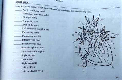 SOLVED: HEART MAP Aortic semilunar valve Pulmonary semilunar valve ...