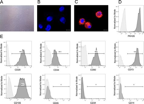 Phenotype Characterization Of The Human Mesenchymal Stem Cells Hmsc