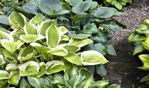 Grow a Lush Shade Garden With Hostas | Shade garden, Shade garden ...