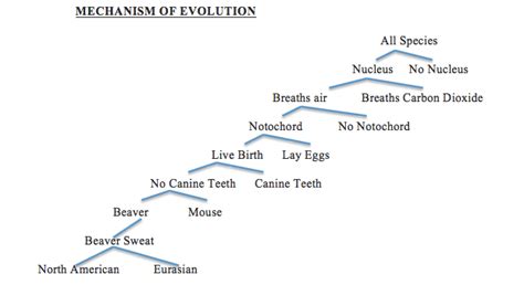 Mechanism of Evolution – Beaver Believers