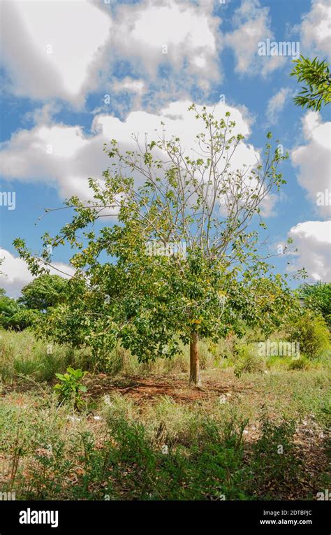 White Sapote Tree With Fruits Stock Photo - Alamy