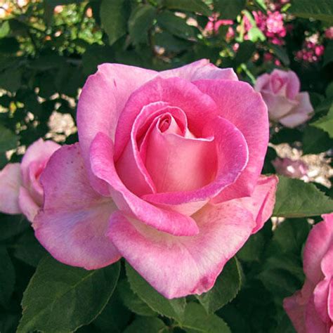 Pink Celebration Hybrid Tea Rose | Brecks Premium Bulbs