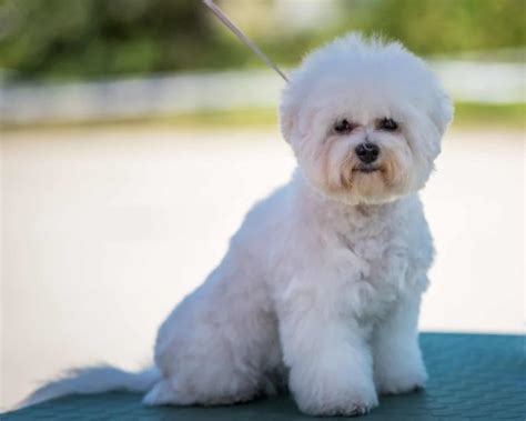 Bichon Frise [Ultimate Guide: Temperament, Personality & More]