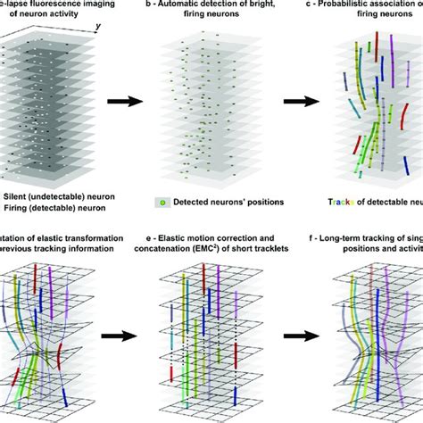 Monitoring The Activity Of Individual Neurons In Two Photon Calcium