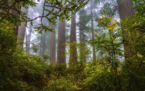 Green Leafed Plants And Trees Nature Landscape Mist Forest Hd