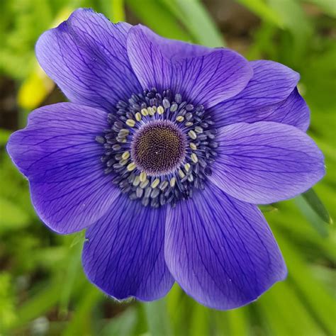 Anemone Coronaria De Caen Blue Anemone De Caen Blue In Gardentags