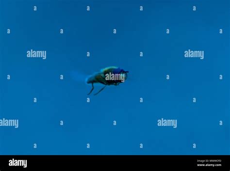 hovering bug  wings  mid air stock photo alamy