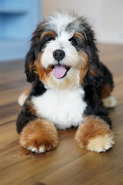 The Perfect Mini Bernedoodle: A Ideal Canine Companion