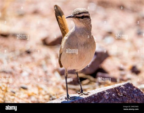 Namibia Birds Desert Birds Stock Photo Alamy