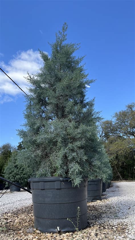 Arizona Cypress Blue Ice (Cupressus arizonica var. glabra ‘Blue Ice ...